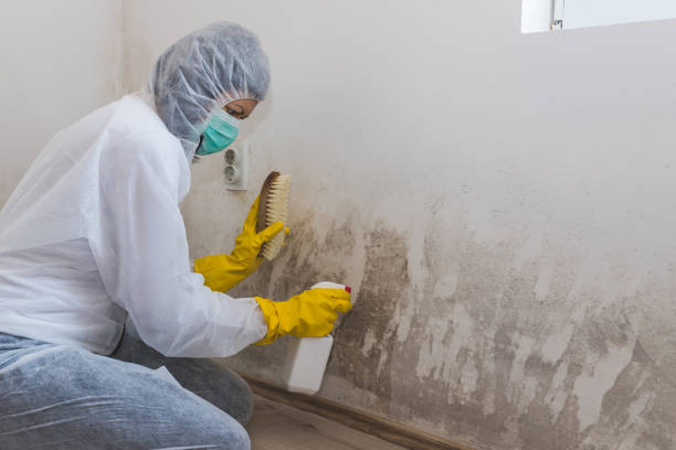 Reliable Pittsburgh, PA Mold Removal Solutions