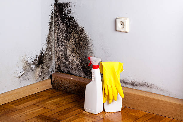 Best Toxic Mold Removal  in Pittsburgh, PA