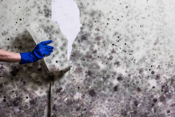 Mold Removal Process in Pittsburgh, PA